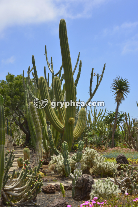 Plantes succulentes - gryphea.com